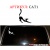 cat 1 69